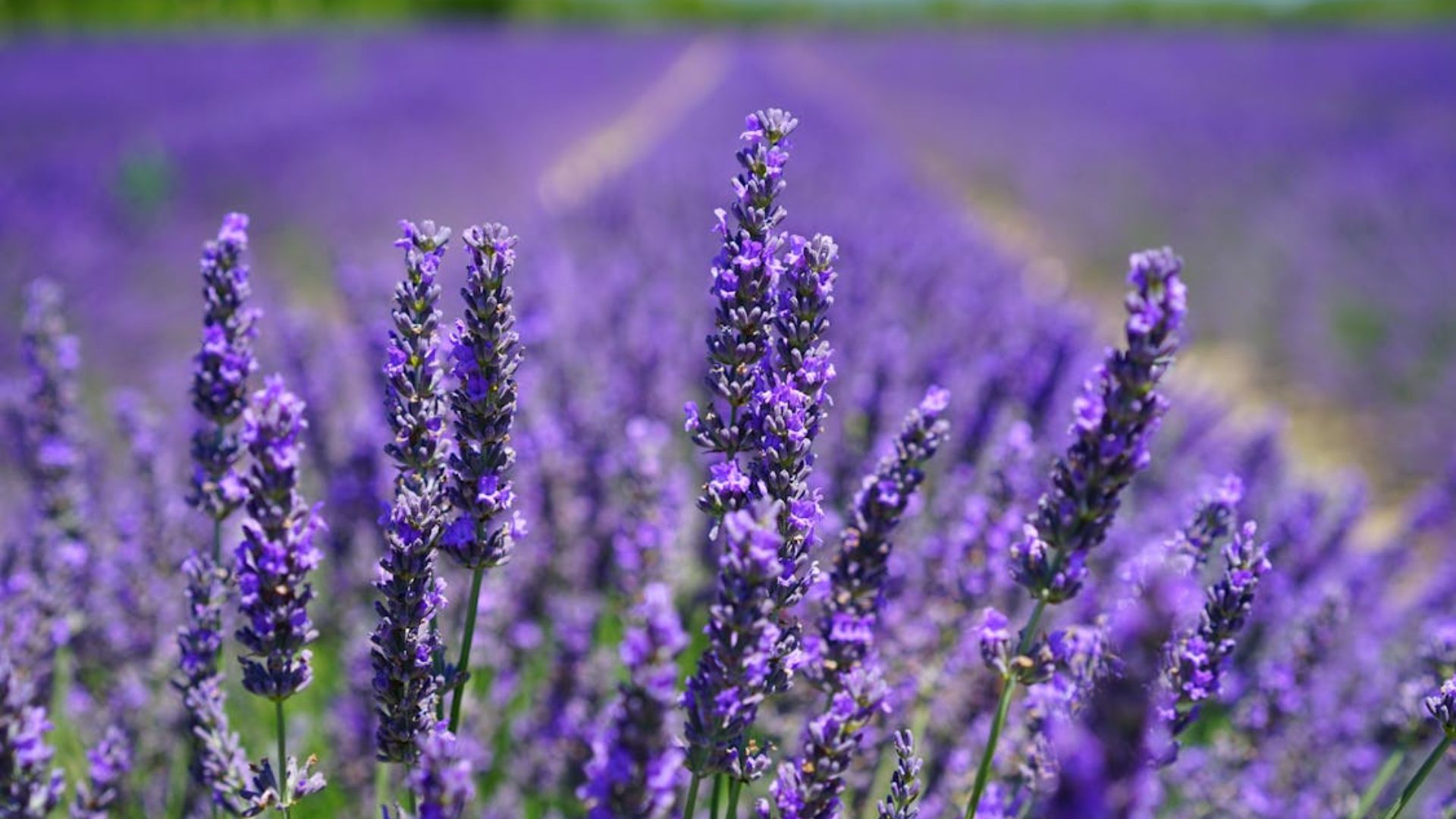 Spa & Aromathérapie les vertus de la lavande Spa Alina